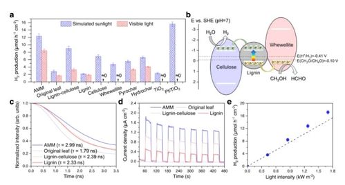 將枯葉轉化為活性多功能材料 蒸發器、光催化劑和生物塑料的創新應用